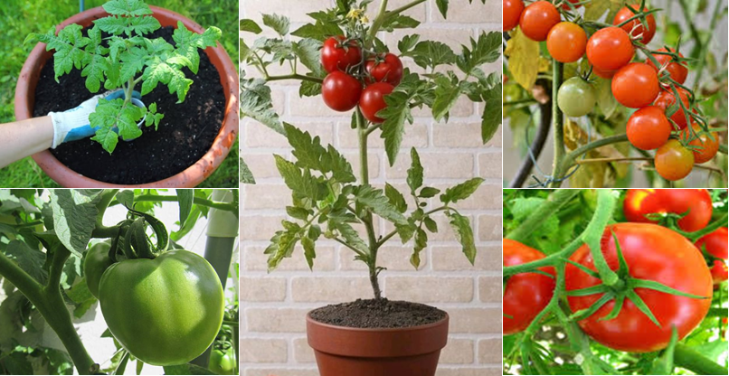 11 Tricks, damit Ihre Tomaten perfekt wachsen GenussTrick