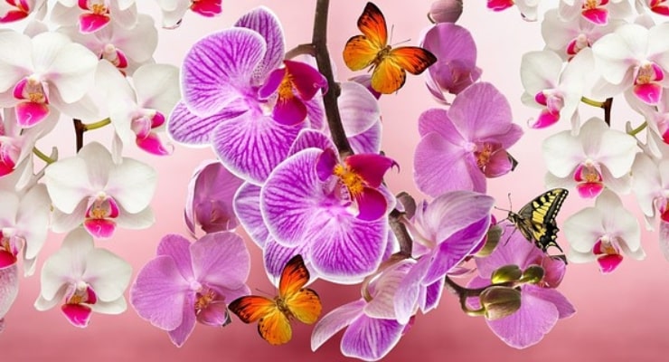 Welche Heilmittel für kranke Orchideen Welche Heilmittel gegen kranke Orchideen?