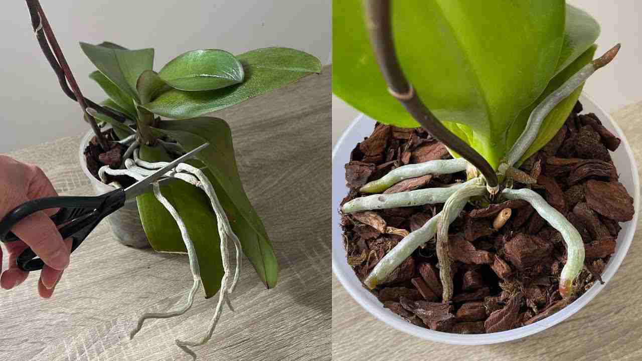 Orchidee Orchidee