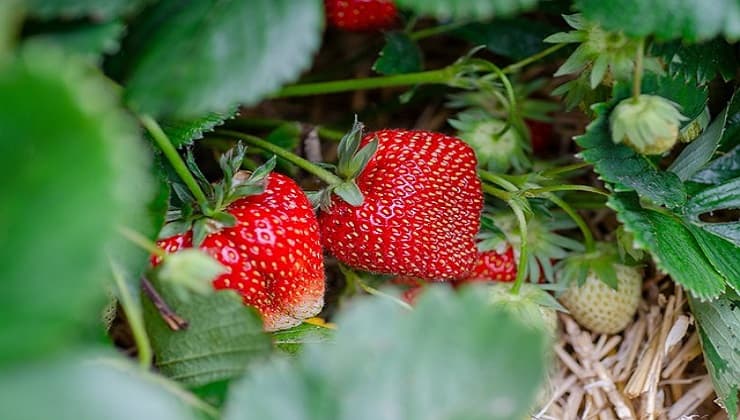 Sie brauchen keinen Garten, hier erklären wir Ihnen, wie Sie zu Hause