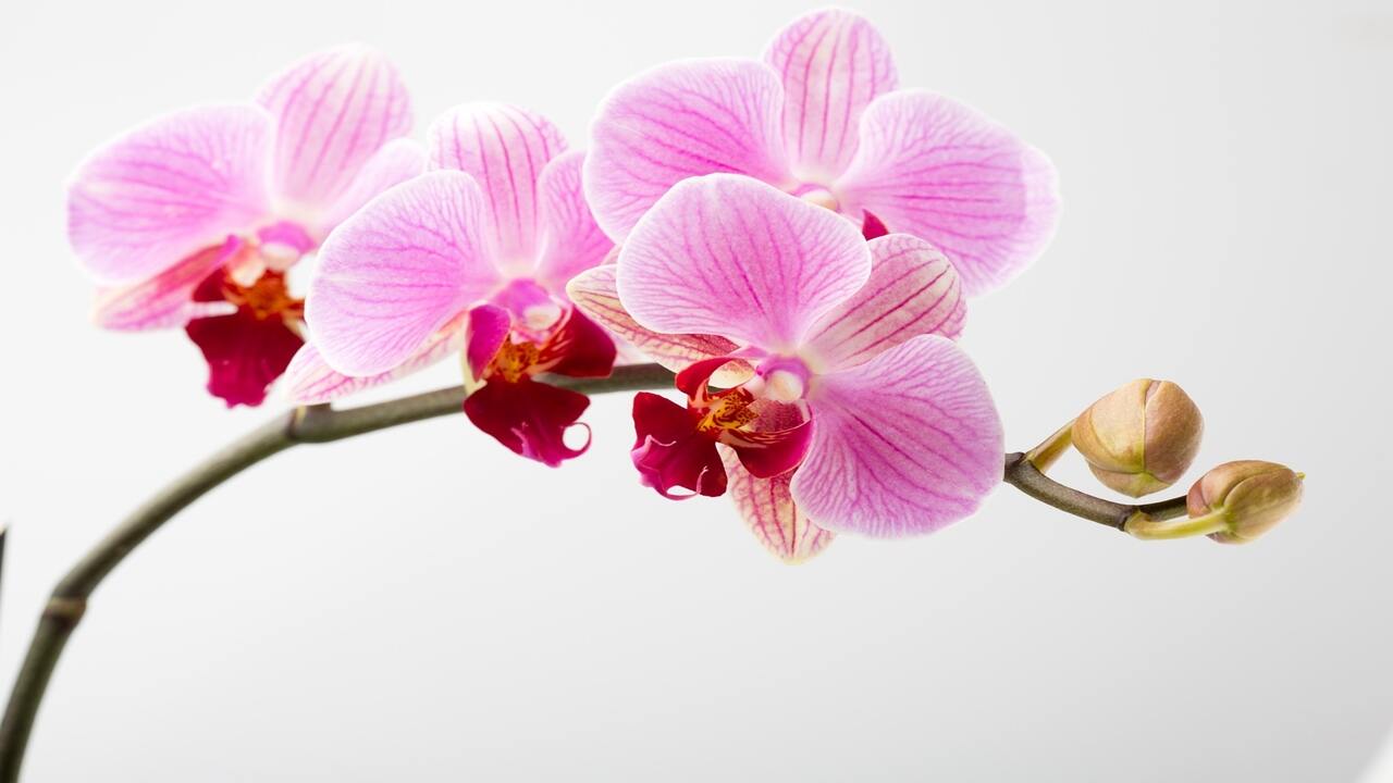 Orchidee – wie man sie pflegt Orchidee