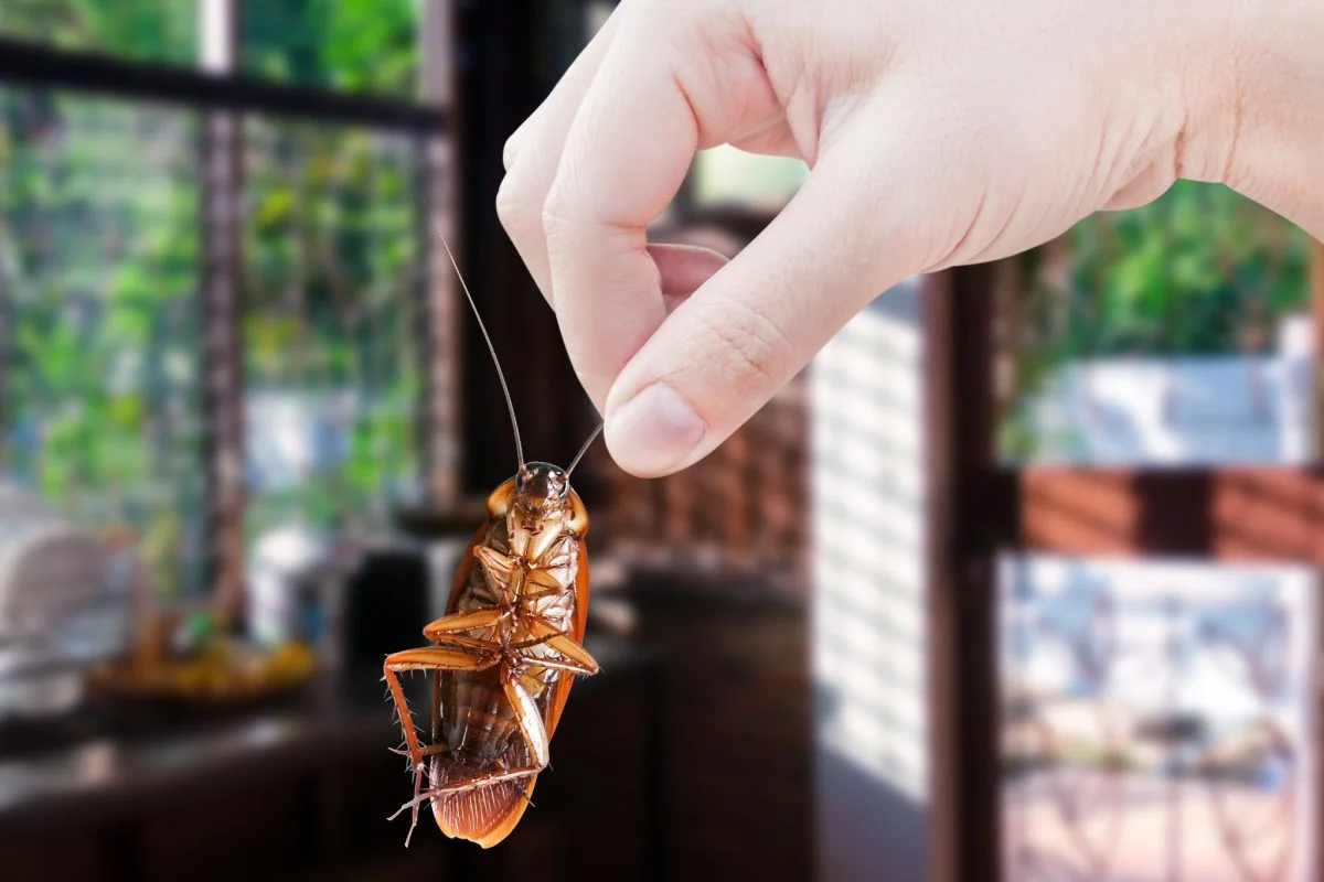 Ich bereite eine tödliche Mischung für Insekten vor und habe keine Kakerlaken, Ameisen und Mücken mehr im Haus