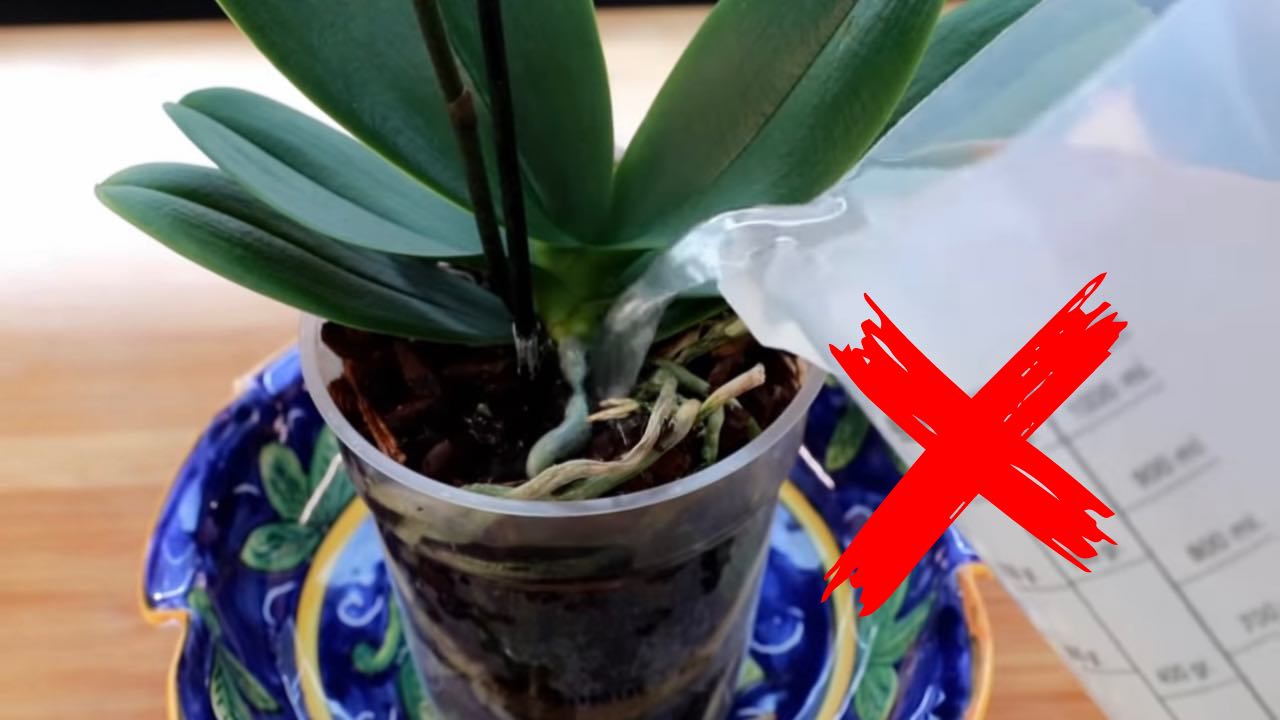 Hören Sie auf, Ihrer Orchidee so etwas anzutun.
