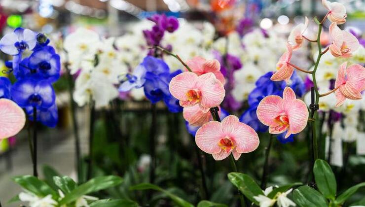 Orchideen – wie man sie pflegt Orchideen