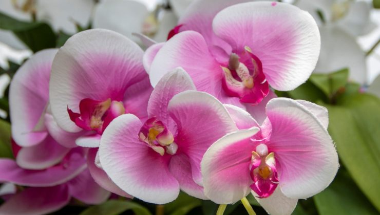 Orchidee Orchidee