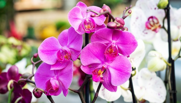 Werfen Sie alte Orchideen nicht weg Werfen Sie alte Orchideen nicht weg