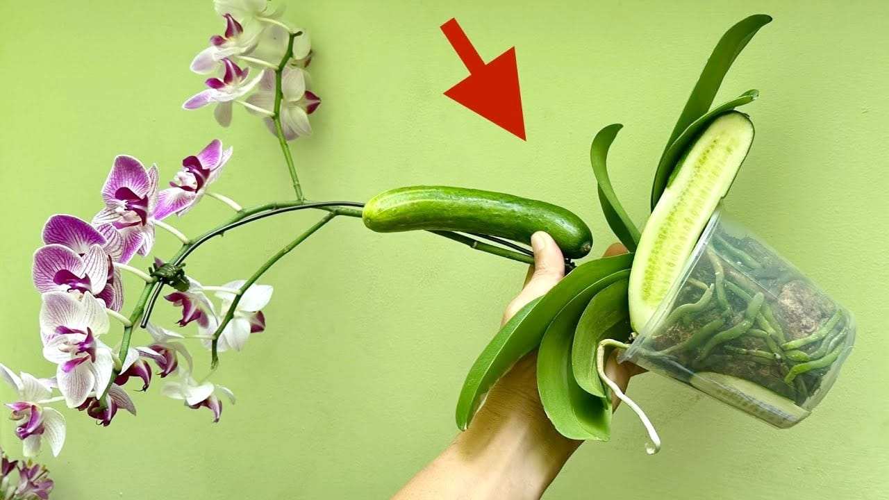 Orchidee