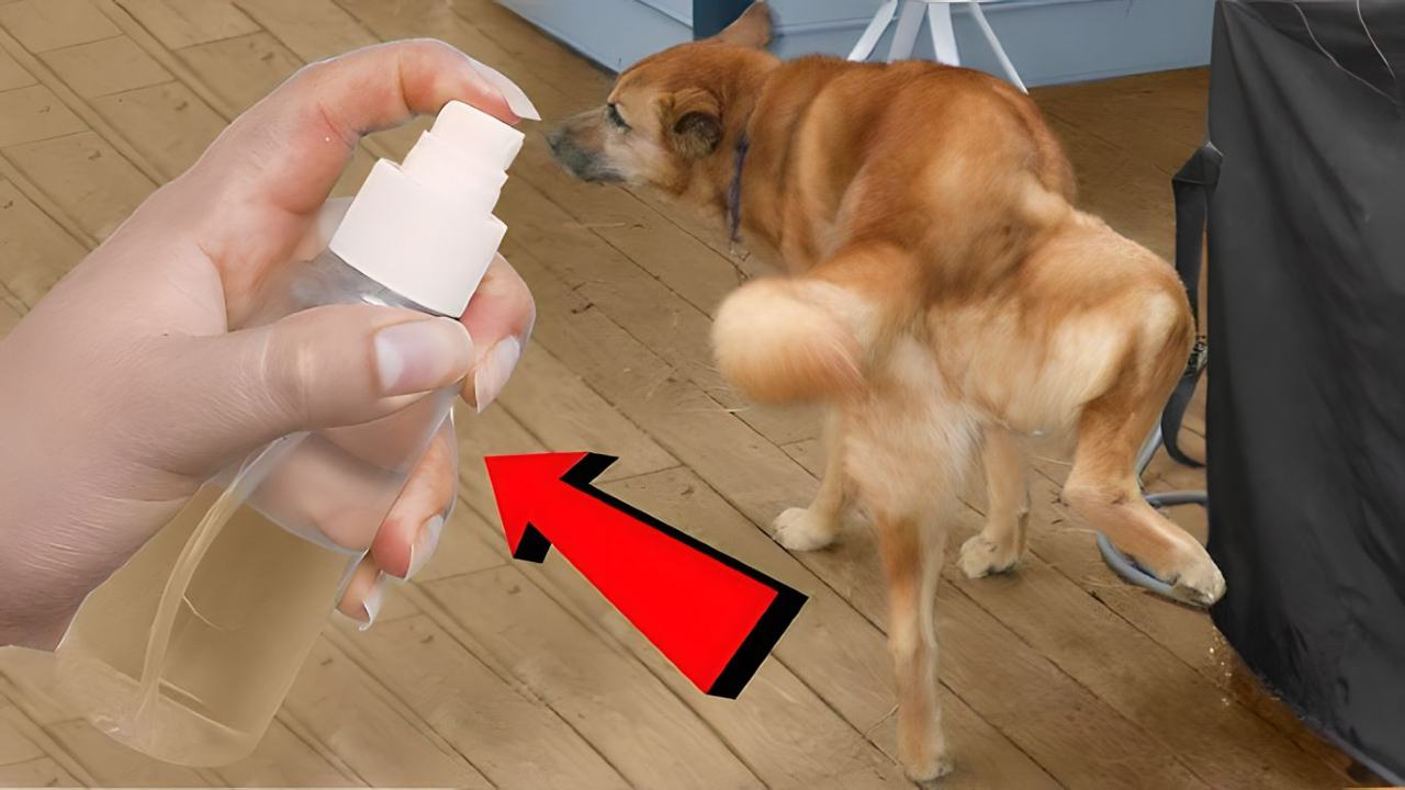 Hund uriniert Hund uriniert