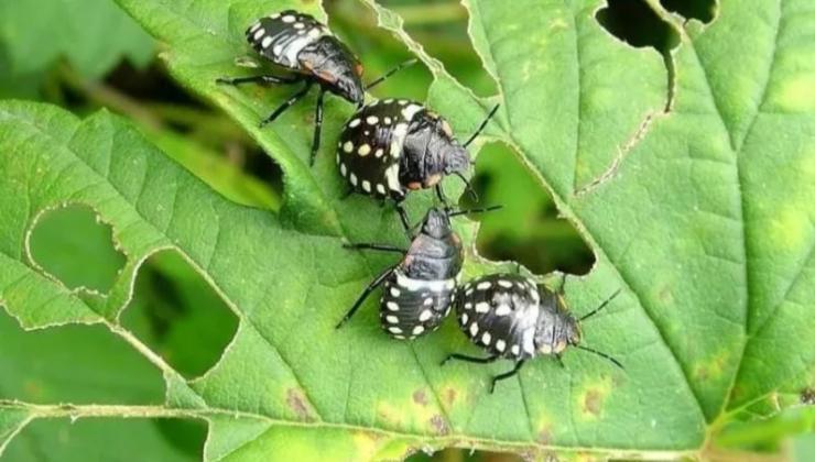 Insekten im Garten Insekten im Garten