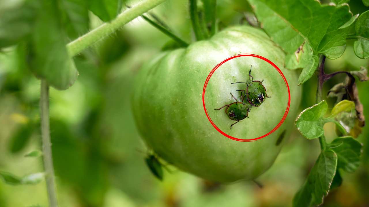 Garteninsekten Garteninsekten