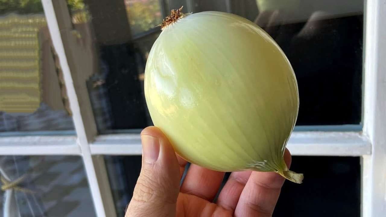 Zwiebel im Fenster Zwiebel im Fenster