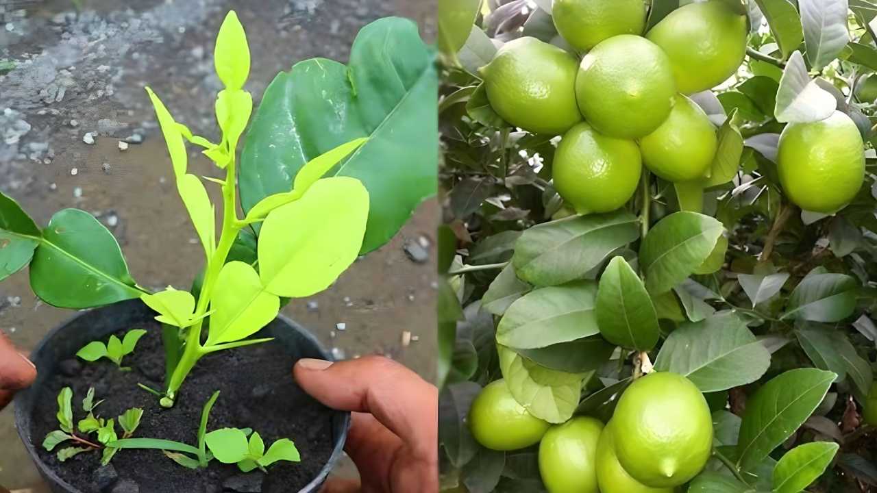 Zitronen anbauen Zitronen anbauen