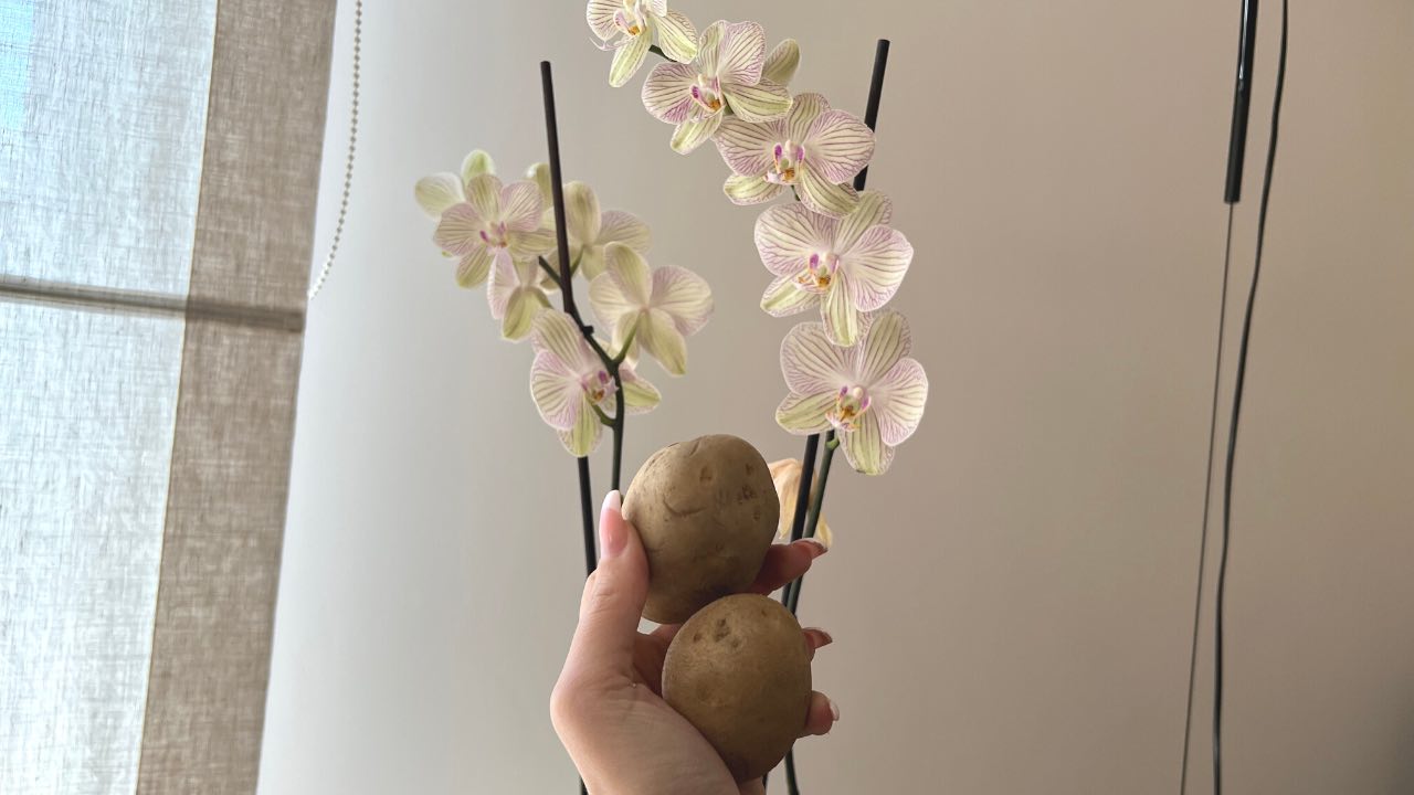 Wie man Orchideen anbaut und pflegt.