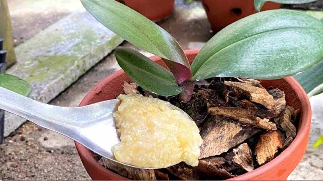 Auf die Orchidee geben Auf die Orchidee geben