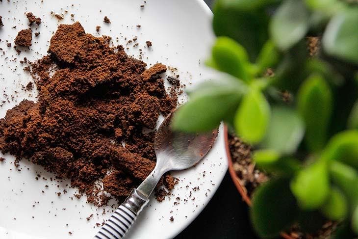 21 Tipps mit Kaffeesatz: Vielseitig einsetzbar für Haus, Garten und Beauty 8 Kaffeesatz zur Ernährung der Pflanzen