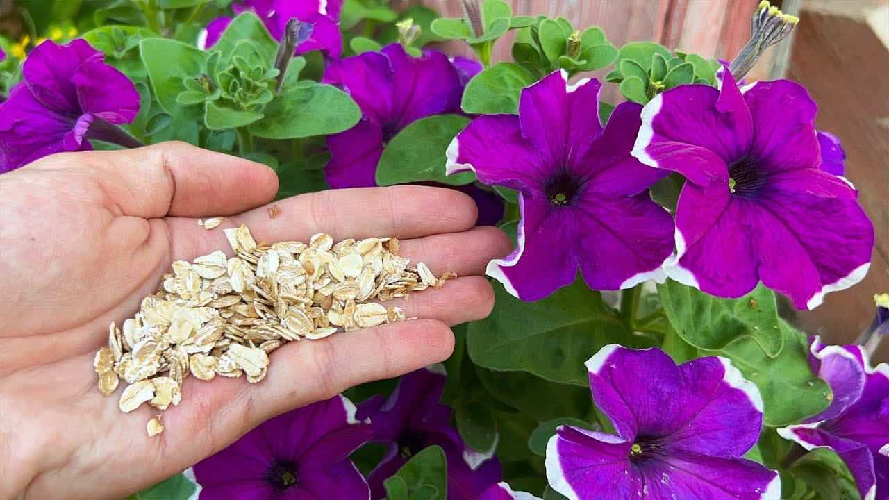 Lass deine Blumen blühen