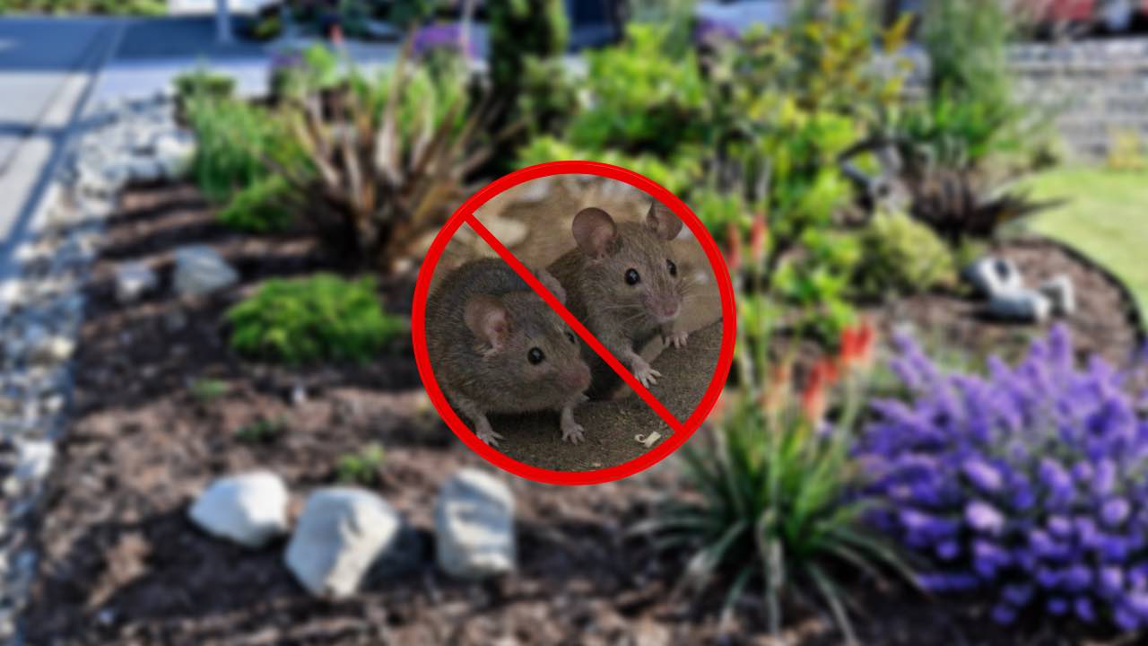 Garten und Mäuse