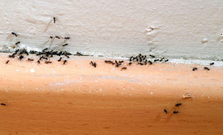 Insekten im Haus Insekten im Haus