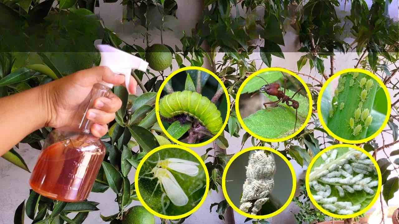Insektenvernichtende Flüssigkeit