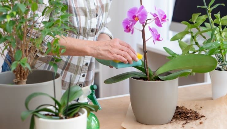 Methode zur Vermehrung von Orchideen. Methode zur Vermehrung von Orchideen.