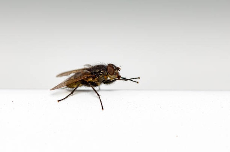 Fliegen