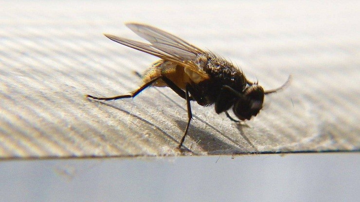Fliegen im Haus