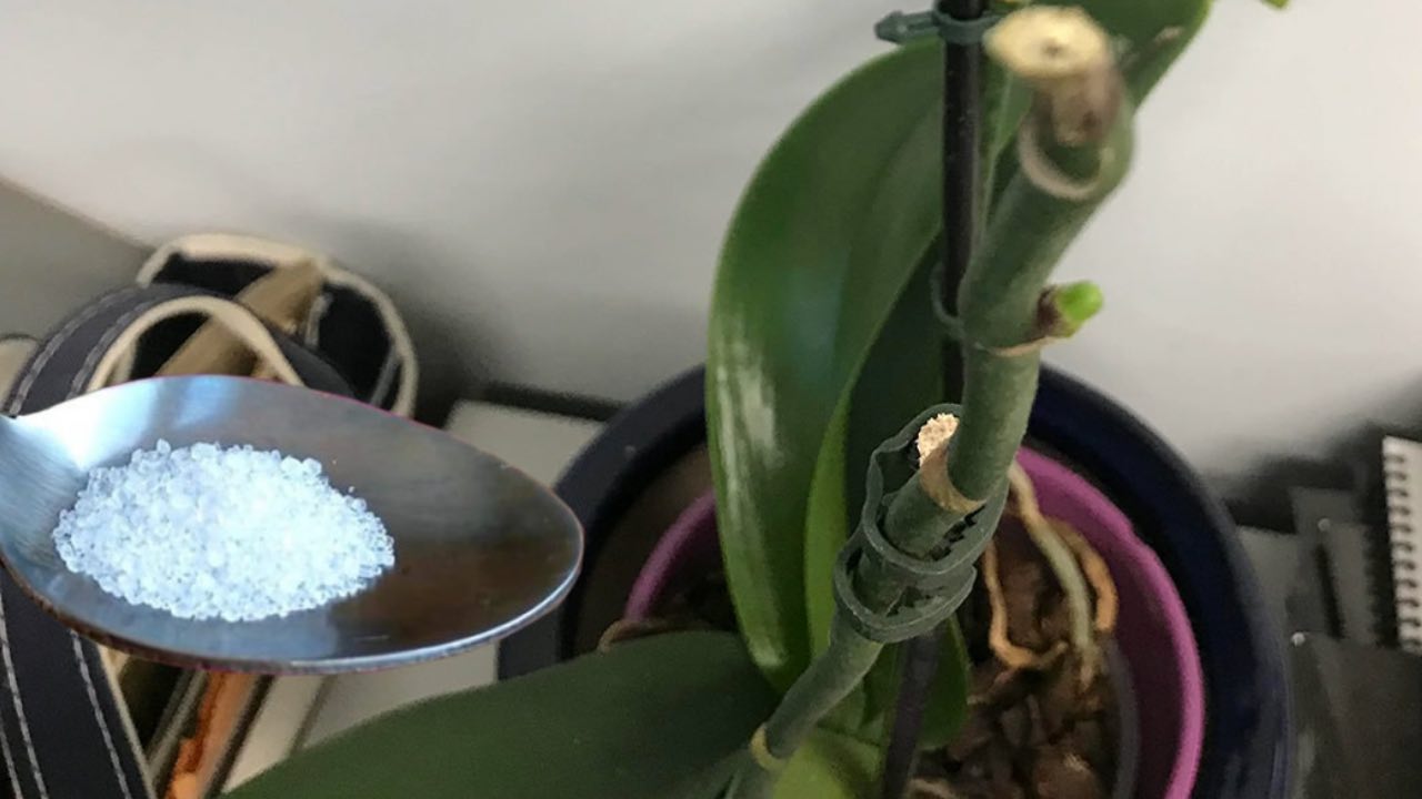 Machen Sie sich auf die Suche nach üppigen Orchideen Machen Sie sich auf die Suche nach üppigen Orchideen