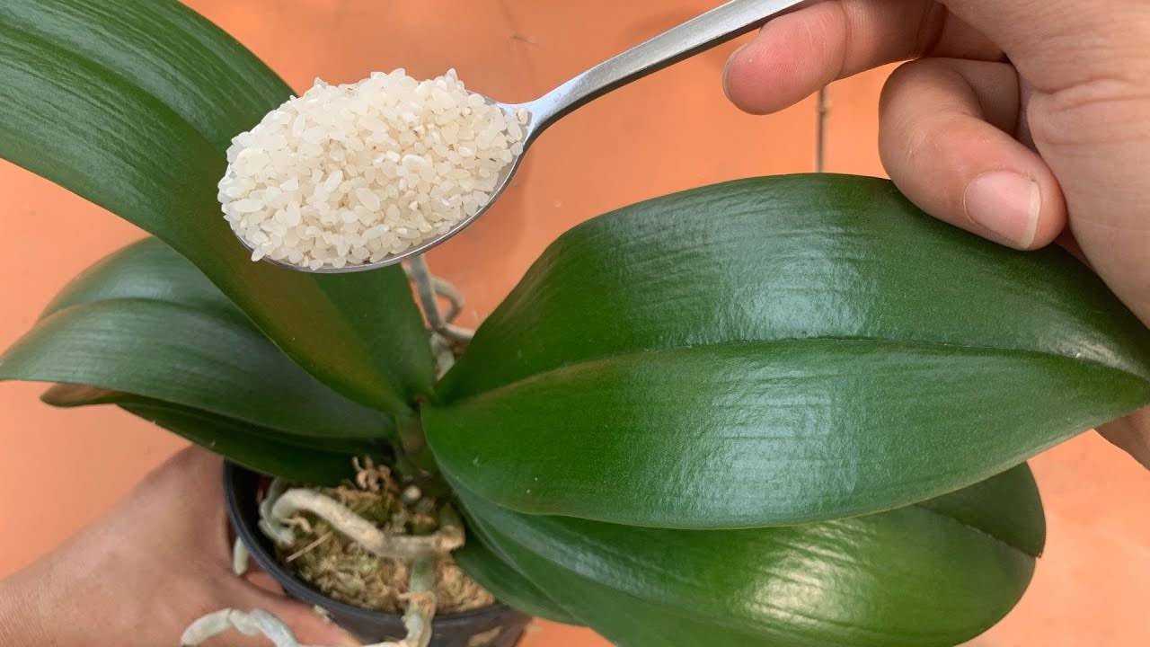 Fütternde Orchidee Fütternde Orchidee