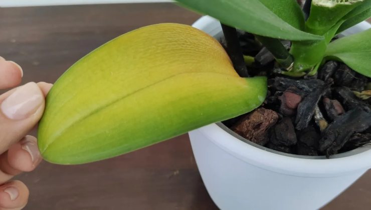 Orchidee mit gelben Blättern Orchidee mit gelben Blättern