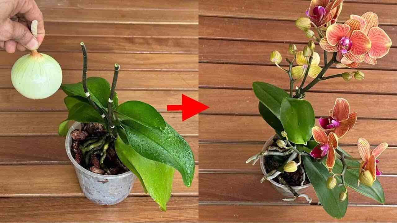 blühende Orchidee blühende Orchidee