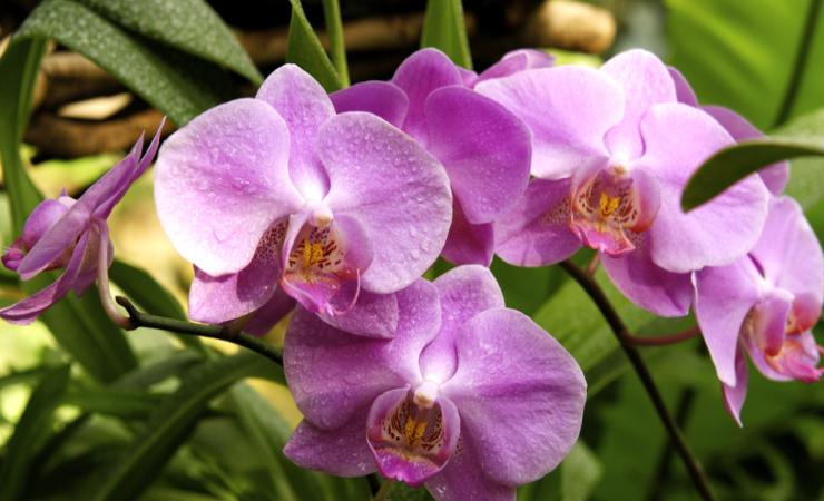 Orchidee Orchidee