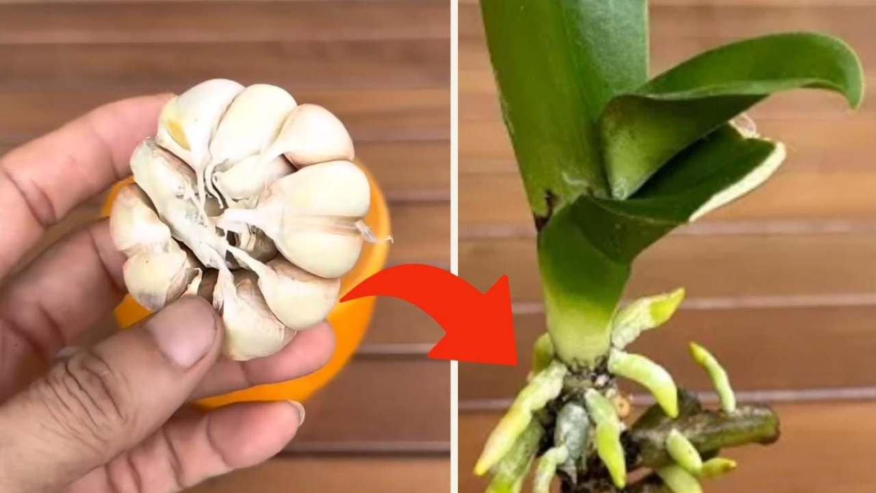 üppige Orchidee üppige Orchidee