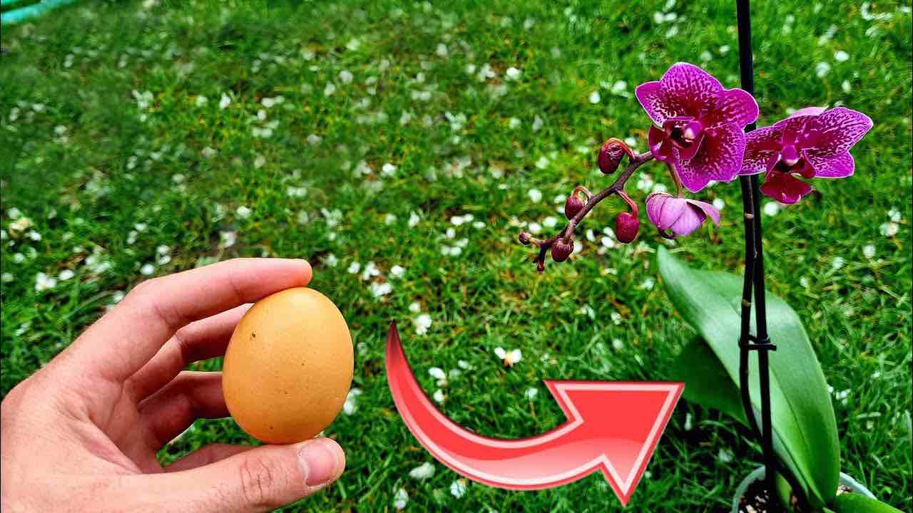 Gesunde und blühende Orchidee