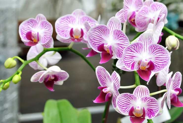 Orchidee
