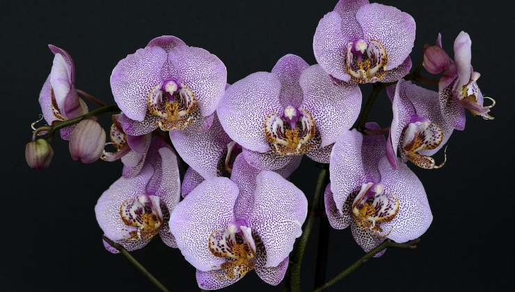 Orchideen Orchideen
