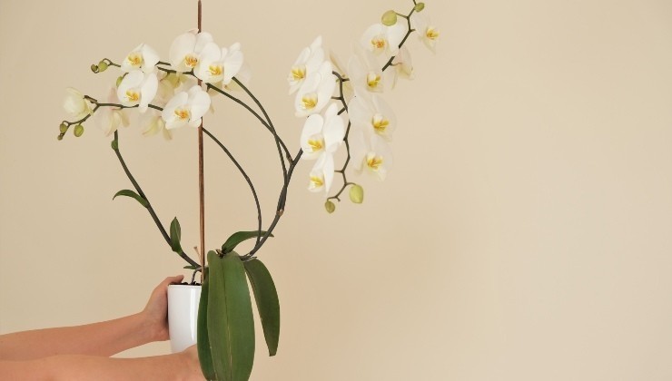 Orchideen Orchideen
