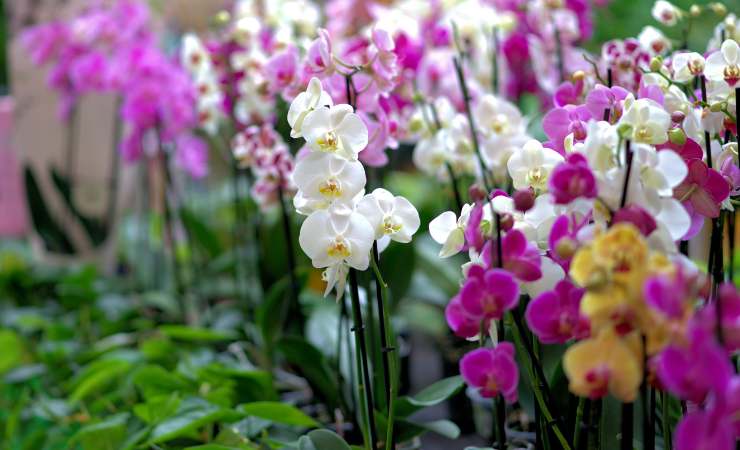 Orchideen Orchideen