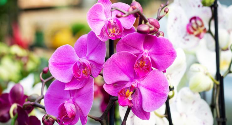 Orchideen Orchideen