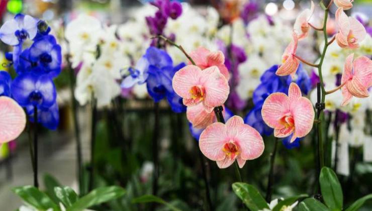 Orchideen Orchideen