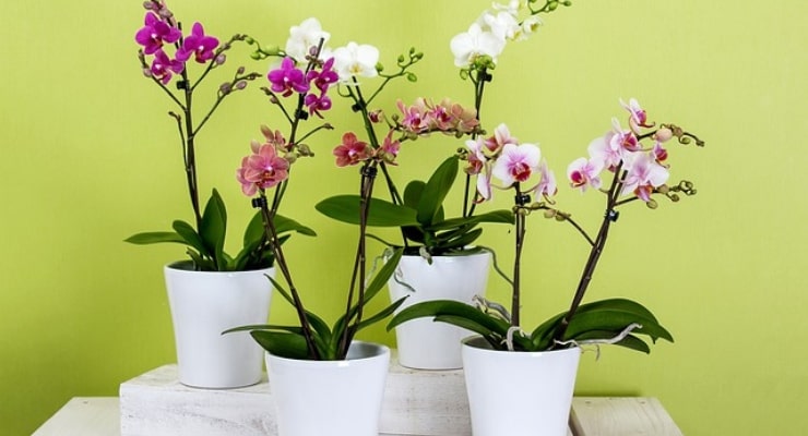 Welche Heilmittel gegen eine kranke Orchidee? Heilmittel für kranke Orchideen