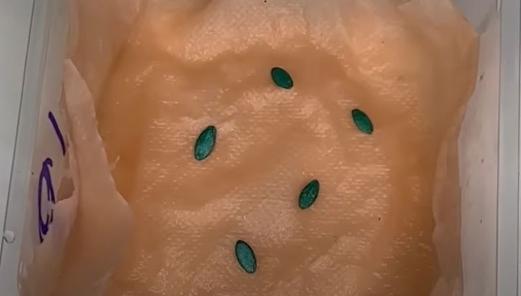 Lassen Sie die Gurken keimen Lassen Sie die Gurken keimen