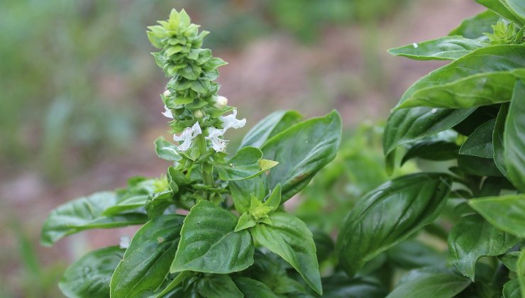 Pianta di basilico con dei fiori Basilikumpflanze mit Blüten