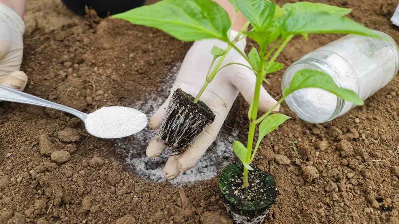 Paprika pflanzen Paprika pflanzen