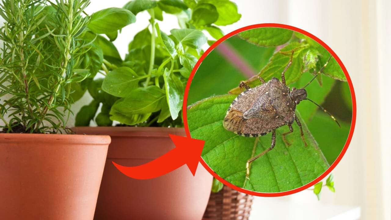 Insekten im Haus