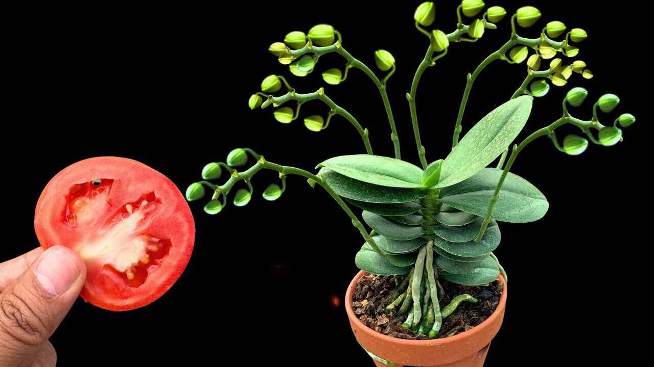 Tomate und Orchidee Tomate und Orchidee