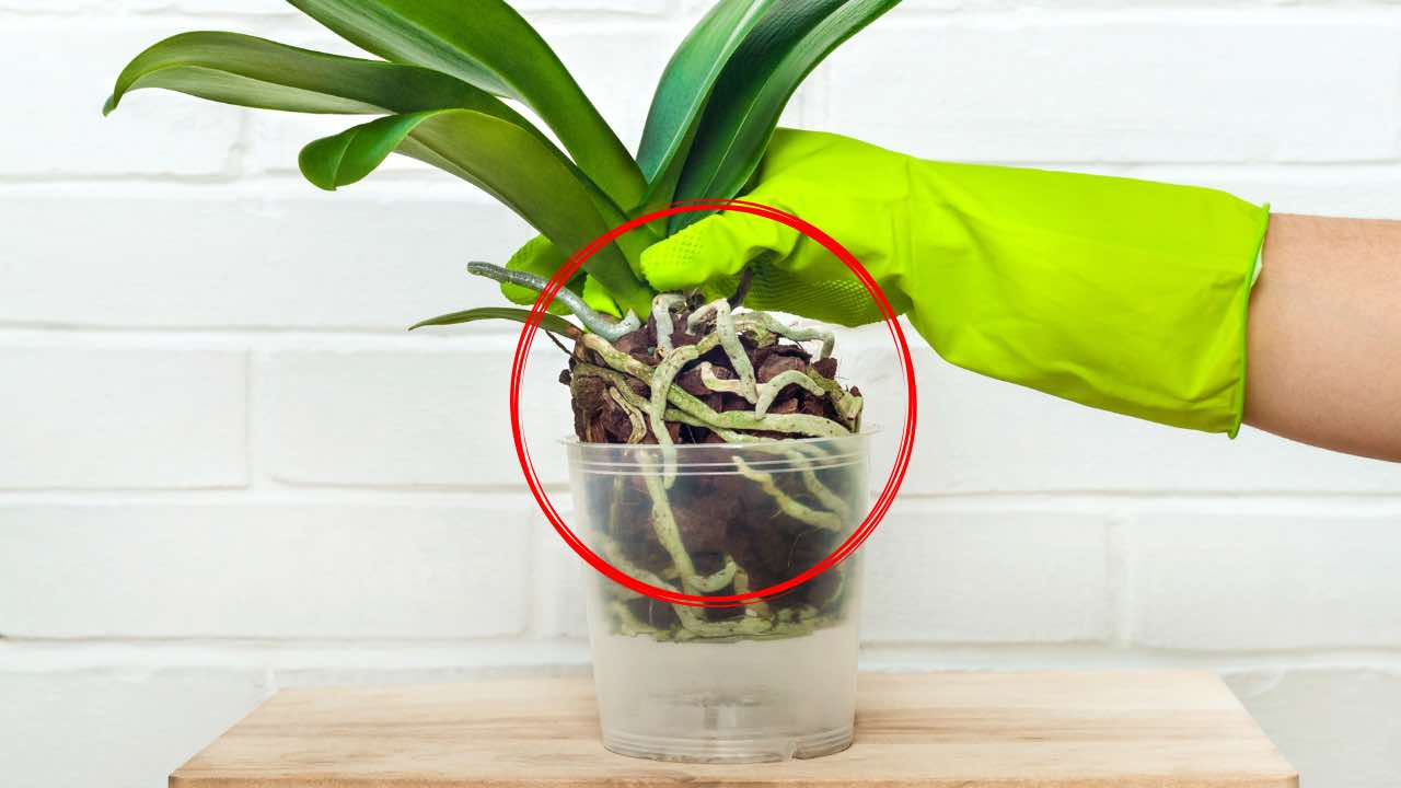 Orchideenwurzeln Orchideenwurzeln