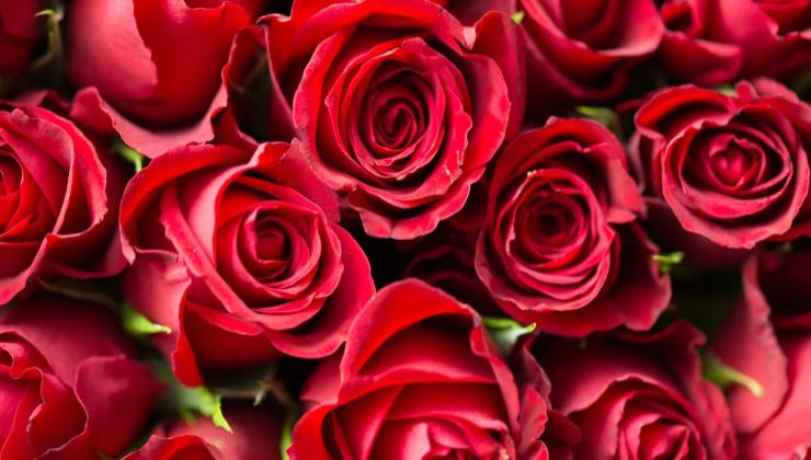 Rosa Rosa
