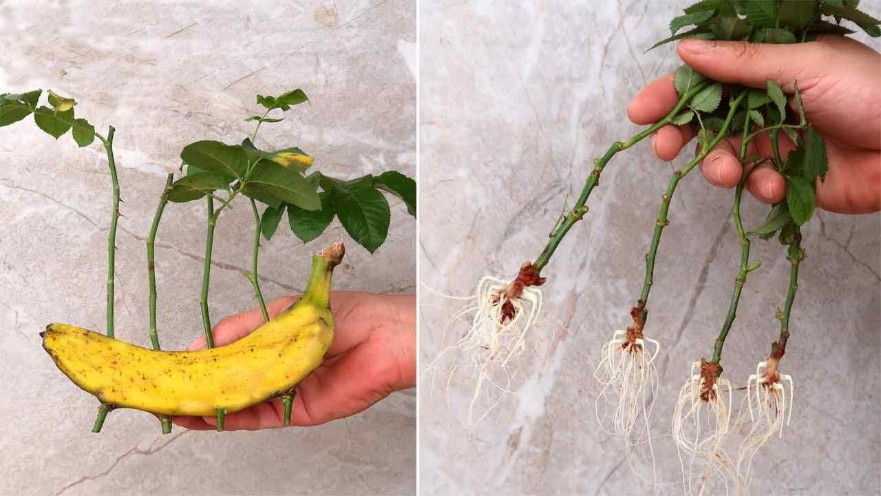 Rosen, wie man sie mit einer Banane unendlich vermehren kann Rosen, wie man sie mit einer Banane unendlich vermehren kann