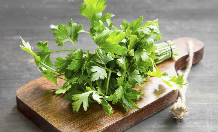 Petersilie Petersilie