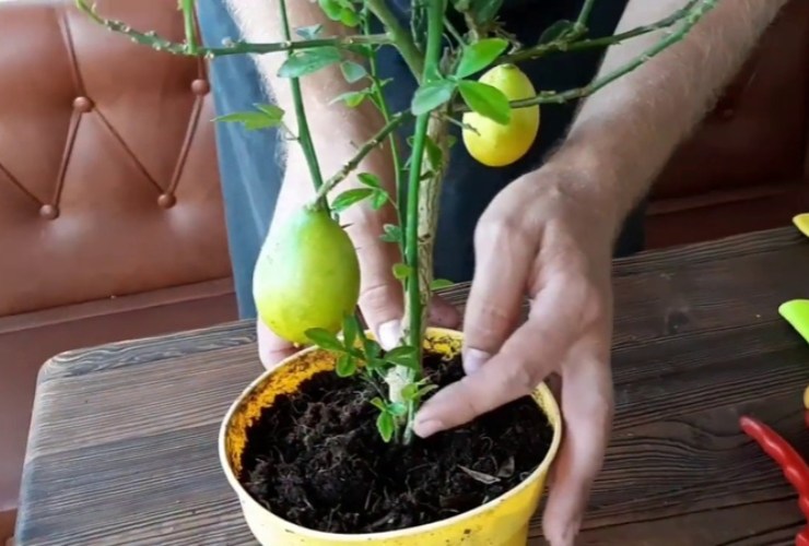 Zitronenstecklinge Zitronenstecklinge